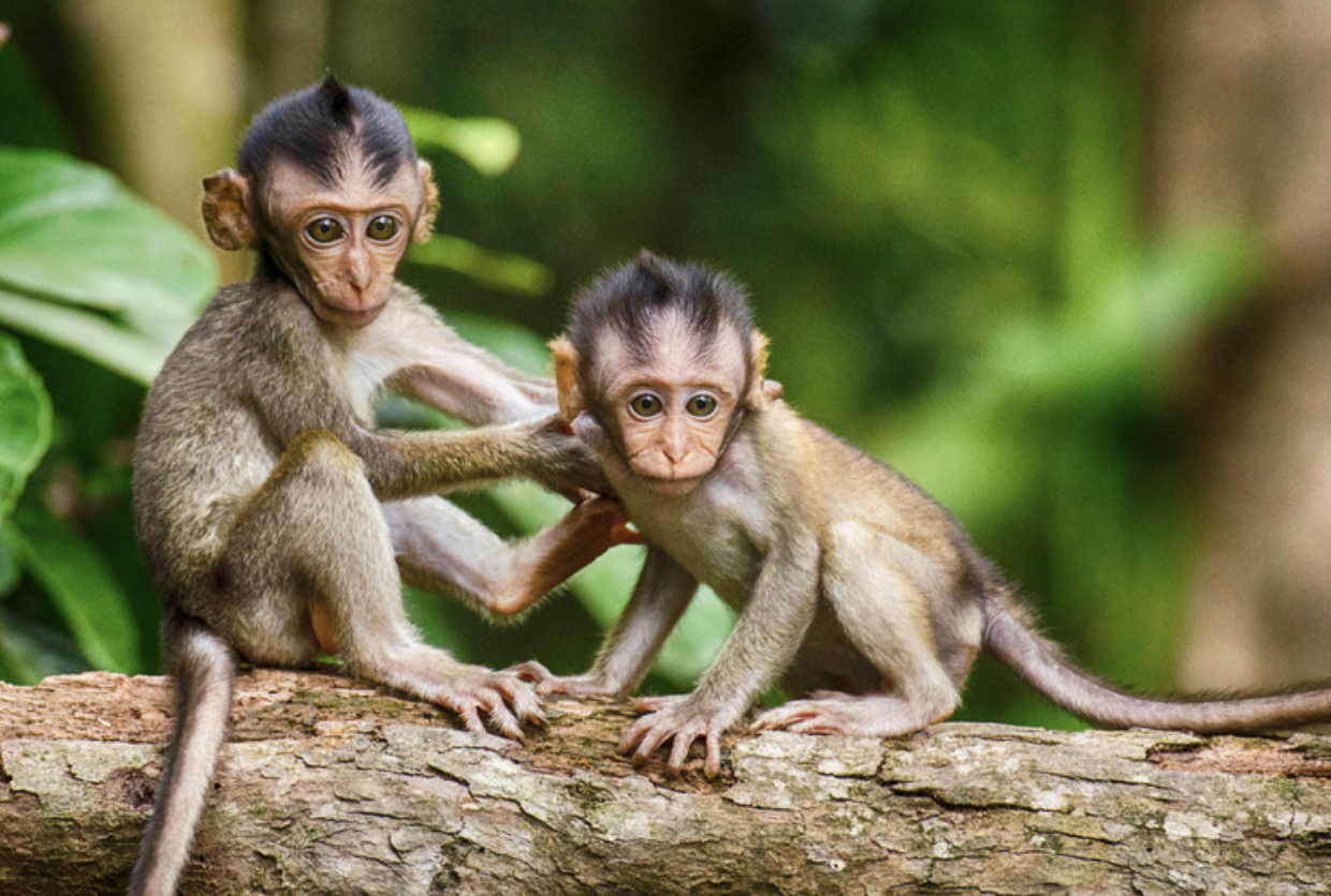 Les Animaux Alcoolisés : Une Révélation surprenante de la Nature